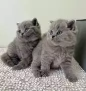 Blue British Shorthair Kittens For Sale