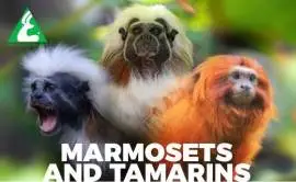 Animal Supply and Collection in Thailand