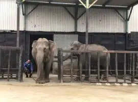 Animal Supply and Collection in Thailand