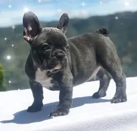  CKC Registered Maskless French Bulldog Puppies