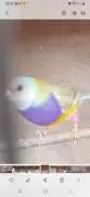 Gouldian finches birds