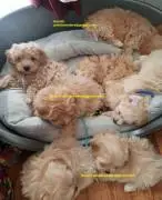 Registered and Trained Mini Maltipoo Puppies Ready Now