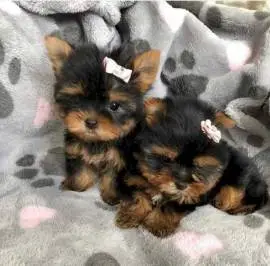 Gorgeous Teacup Yorkie Puppies!